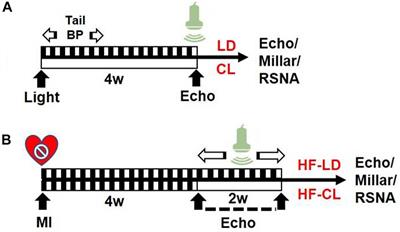 Constant Light Exerted Detrimental Cardiovascular Effects Through Sympathetic Hyperactivity in Normal and Heart Failure Rats